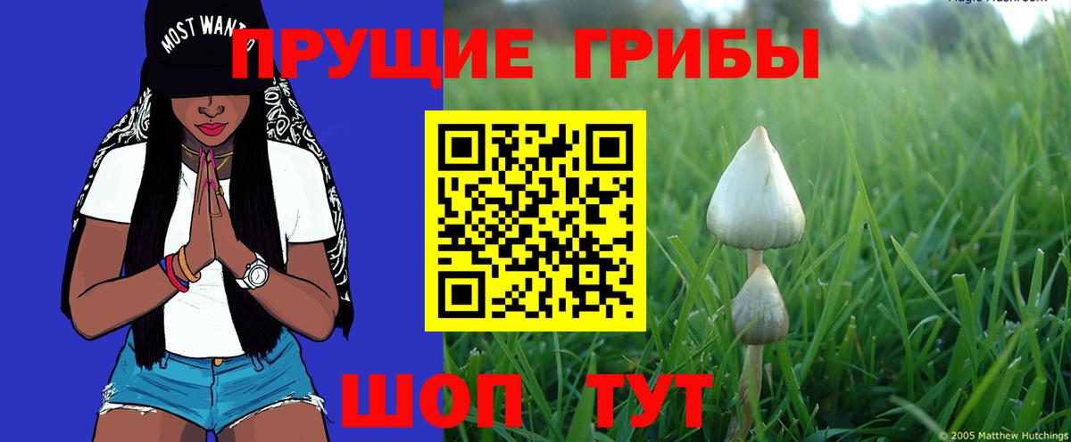 Галлюциногенные грибы Cubensis Тимашёвск